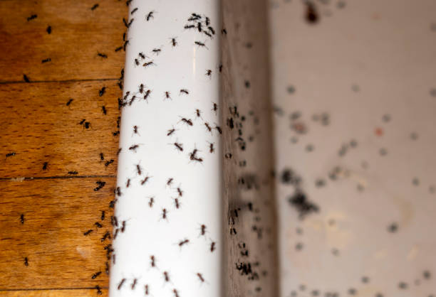 Best Rat Extermination Near Me  in Coats, NC