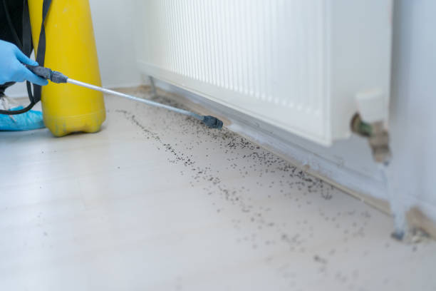 Best Spider Control Near Me  in Coats, NC